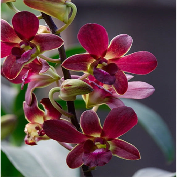 Dendrobium KGI Brown_SS