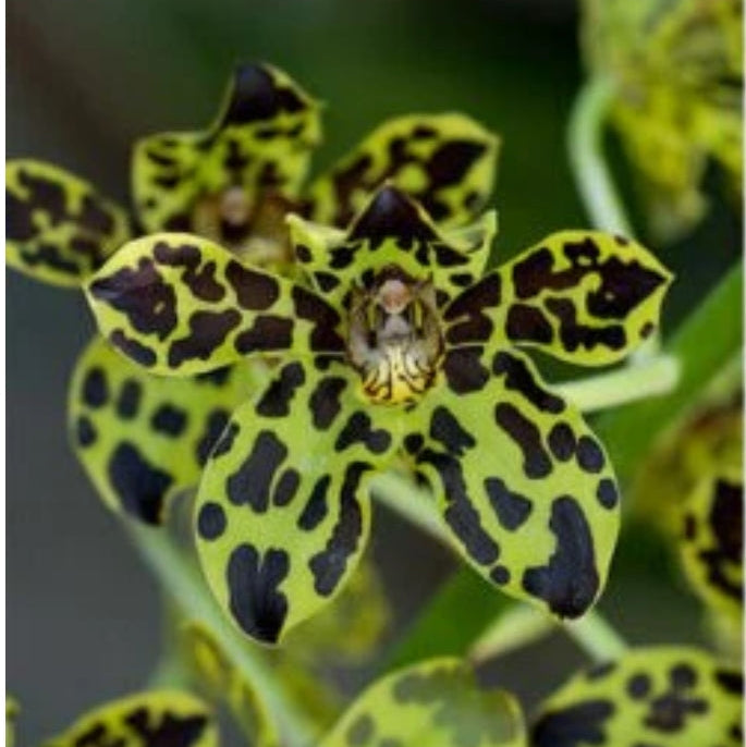 Grammatophyllum Pakkret Leo Asgard