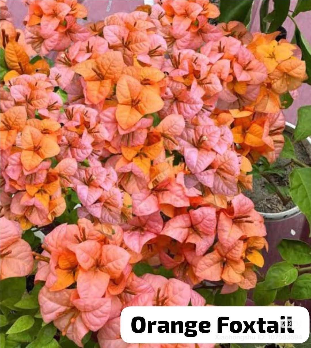 Foxtail Orange (Grafted)