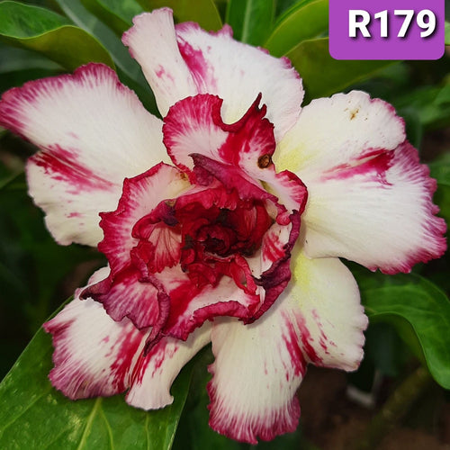 Scarlet Promise