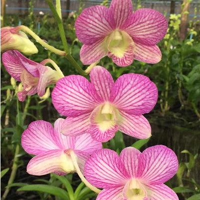 Dendrobium (Areedang Green x Burana Stripe) #248