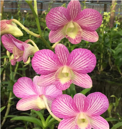 Dendrobium (Areedang Green x Burana Stripe) #248