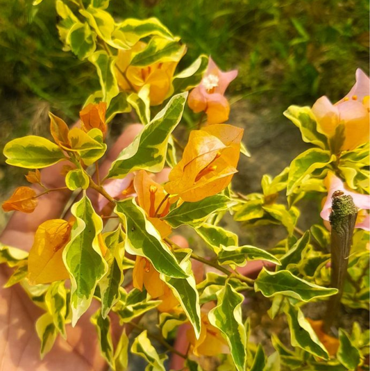 Chilli Yellow Variegated (Rooted)