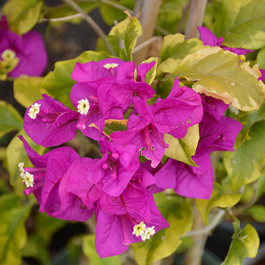 Golden Jackpot (Rooted)