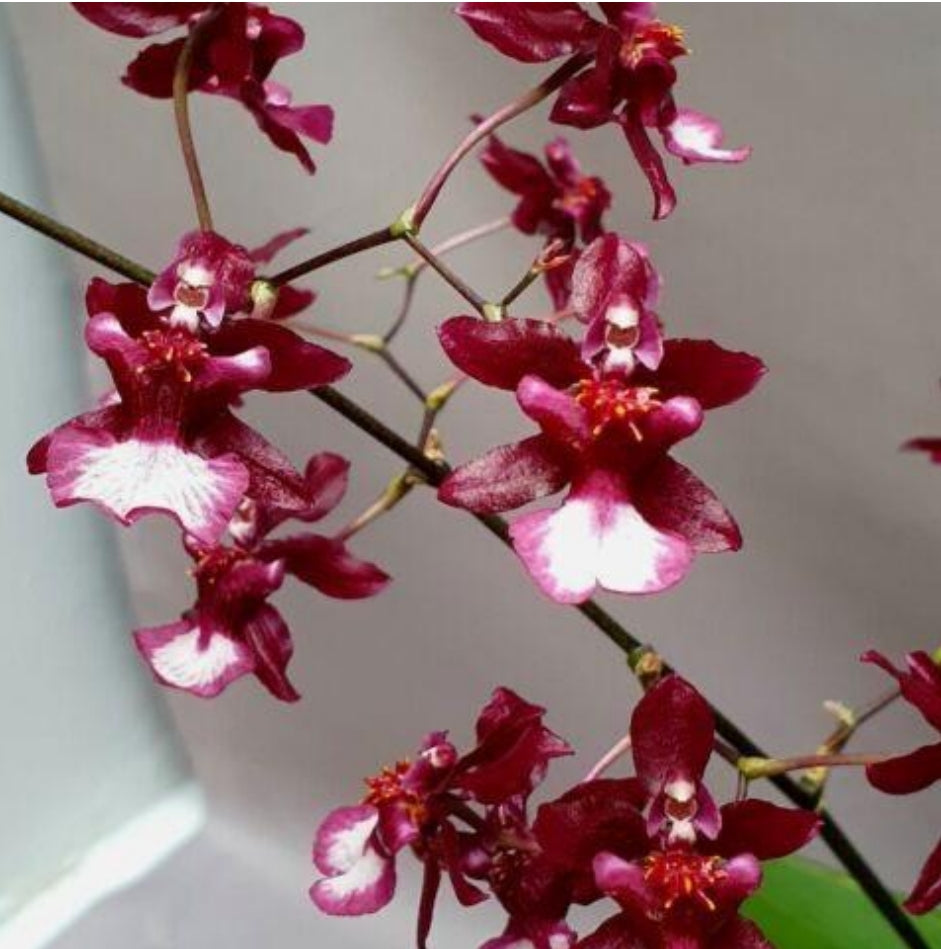 Oncidium Jairak Fragrant 284