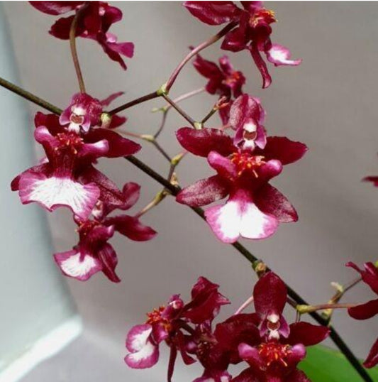 Oncidium Jairak Fragrant 284