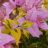 Pink Sayap