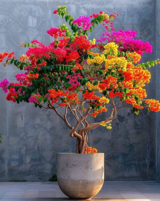 Multi Grafting Bougainville