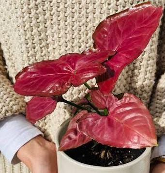 Syngonium Red