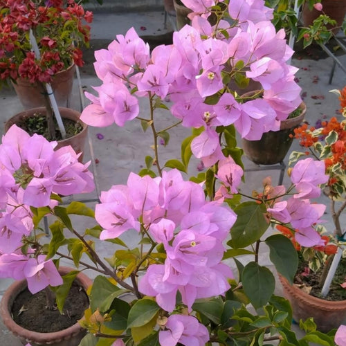 International Pink