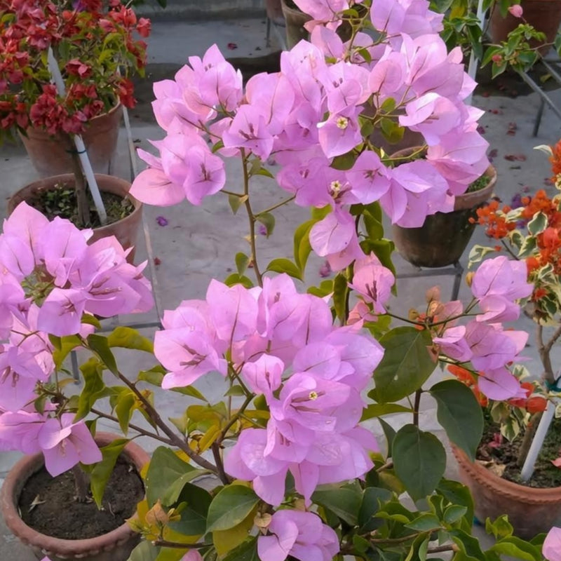 International Pink