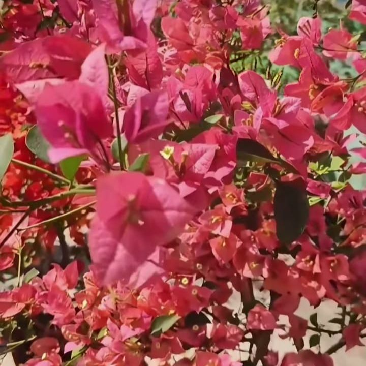 Kerala Soft Peach