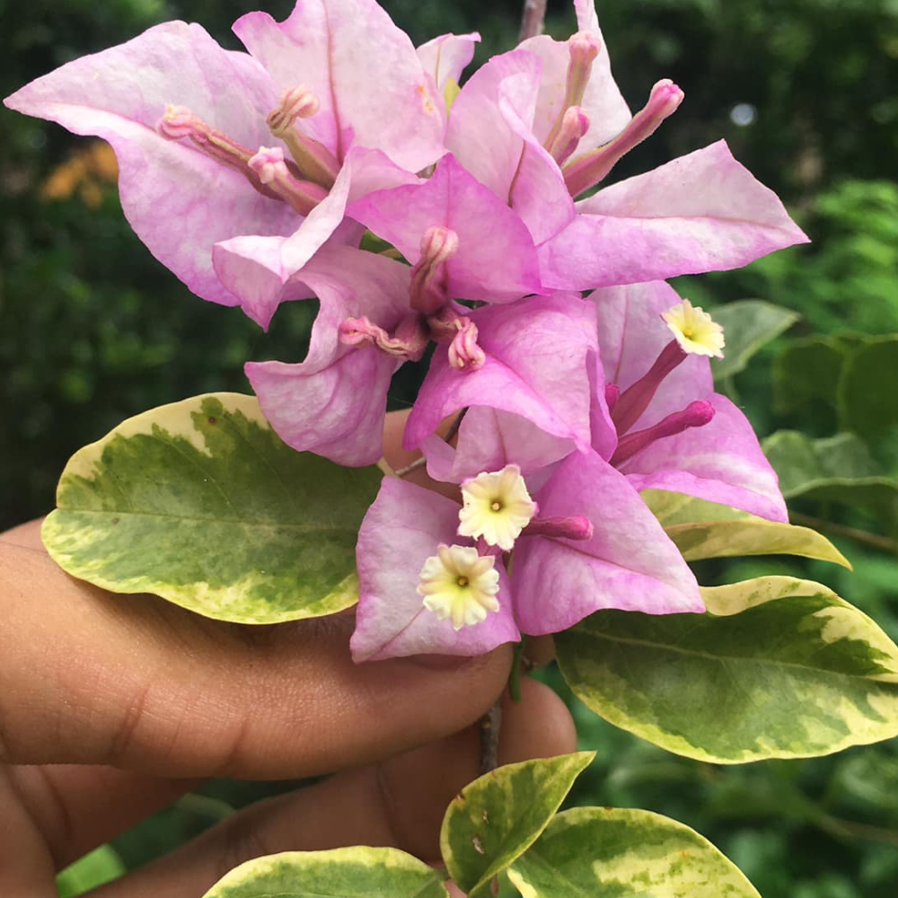 Golden Summer Tricolour