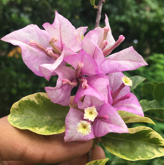 Golden Summer Tricolour