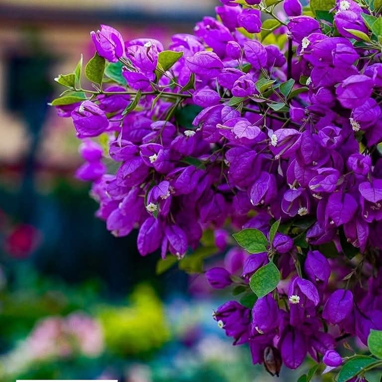 Tanglong Purple