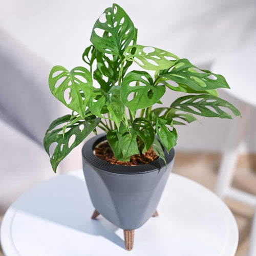 Monstera Broken Heart