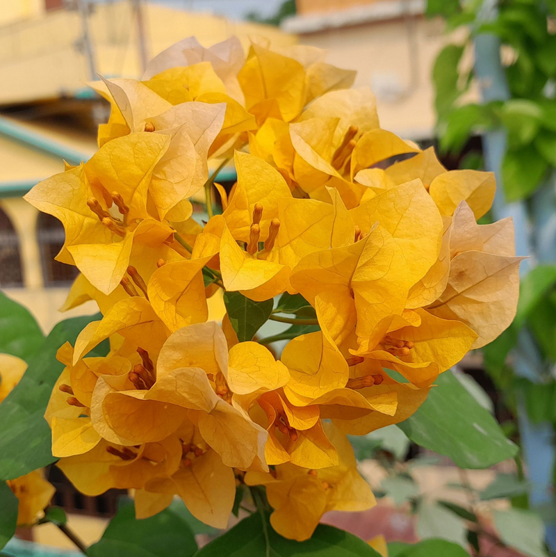California Gold