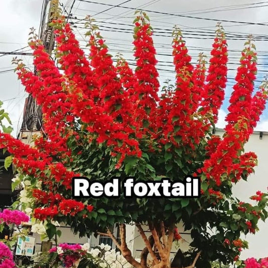 Foxtail Red (Grafted)