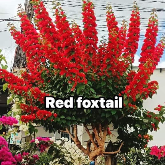 Foxtail Red (Grafted)