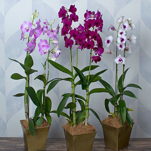 Dendrobium Orchid