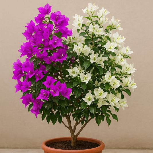 Zafar Iqbal X Balaka