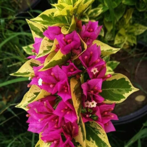 21 Jewel Pink Variegated (Rooted)