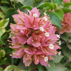 21 Jewels Peach / Pixie Peach