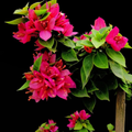 21 Jewels Pink / Picxy Pink (Rooted)