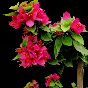 21 Jewels Pink / Picxy Pink (Rooted)