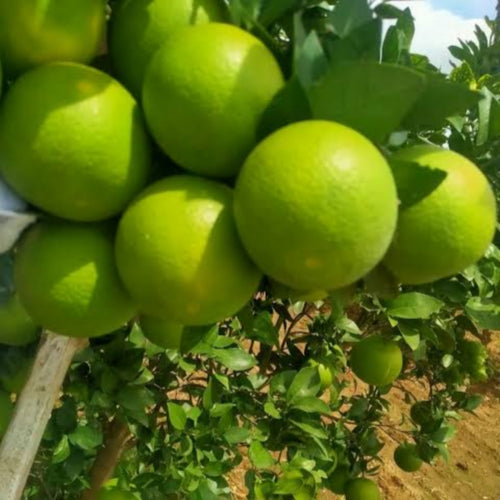 Nagpur Mosambi