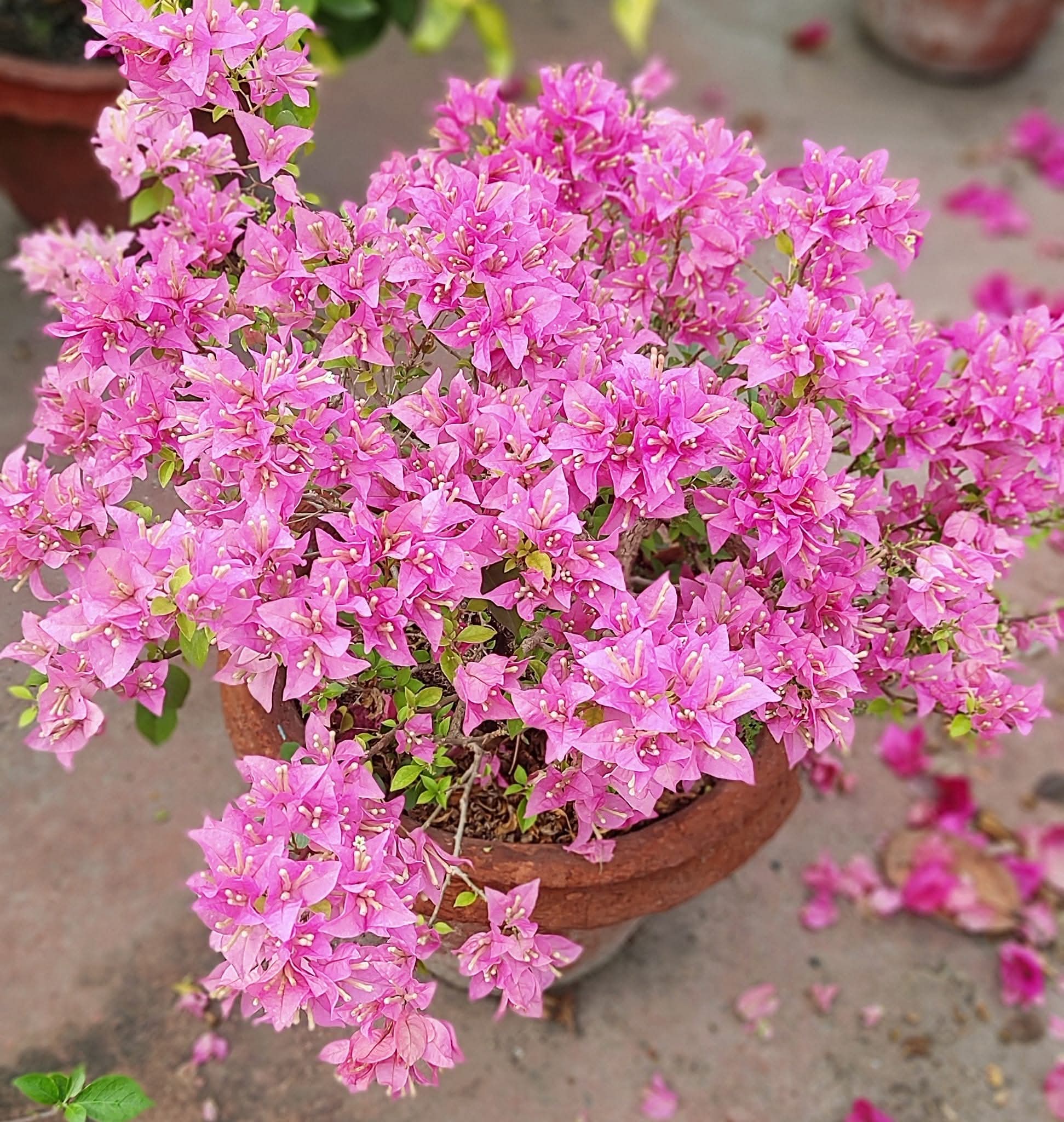 Joydev Goswami by Amitav Mukherjee