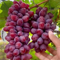Baikonur Grape Plant