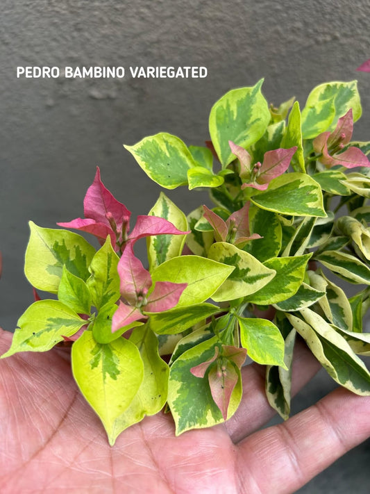 Pedro Bambino Variegated