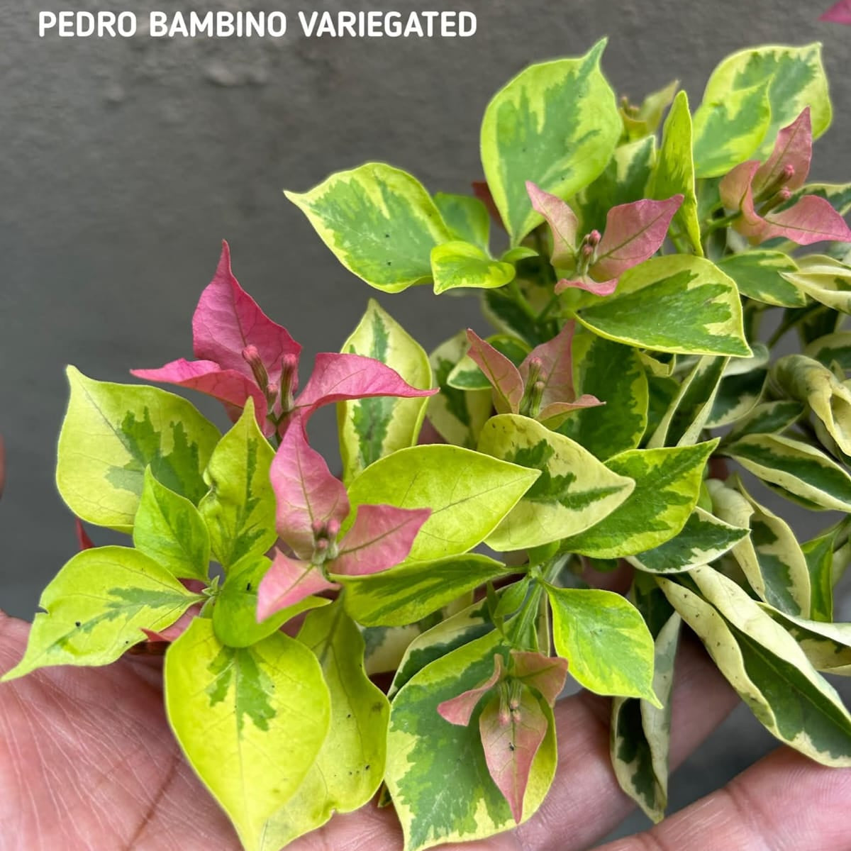Pedro Bambino Variegated