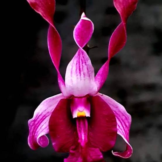 Dendrobium (King Cobra x lasianthera)# 250