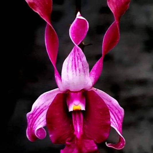 Dendrobium (King Cobra x lasianthera)# 250