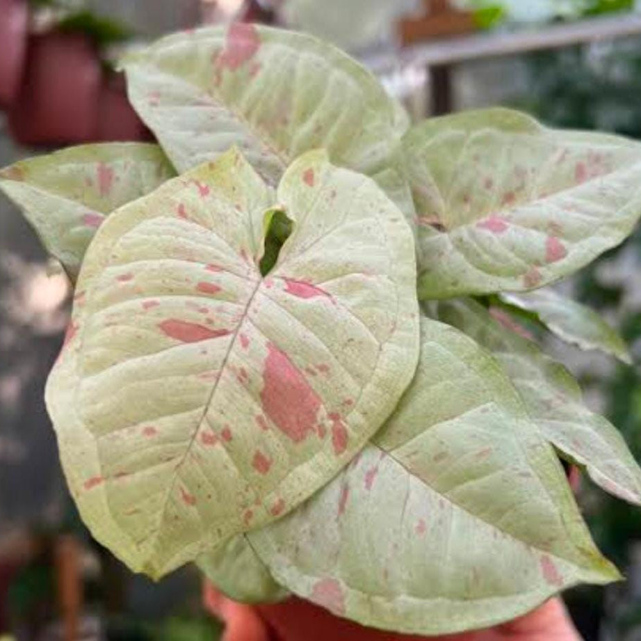 Syngonium Milk Confetti