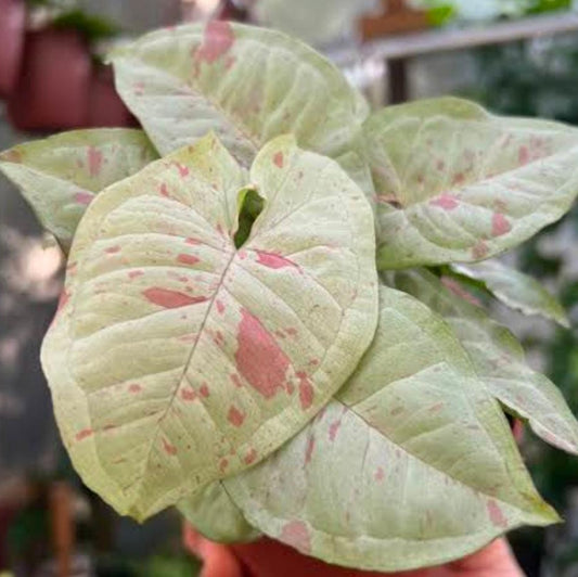 Syngonium Milk Confetti