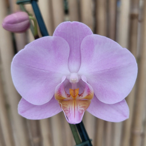 Gentle Eminence SS