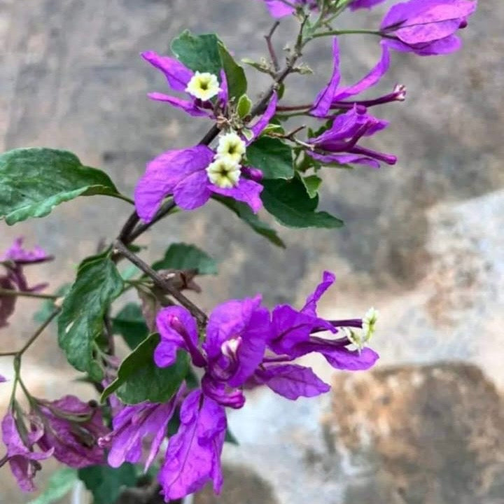 Butterfly Purple