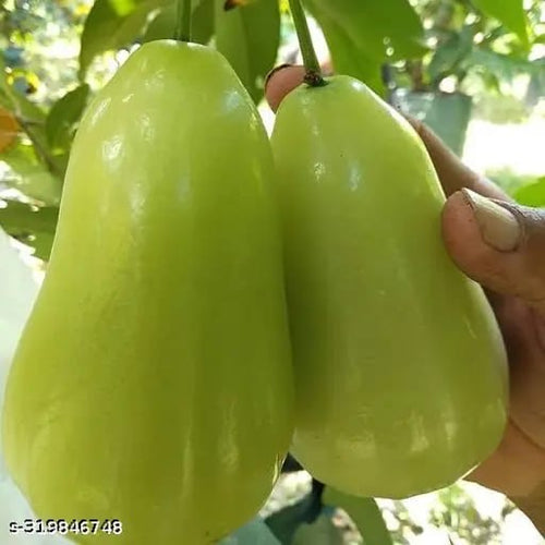 Green Jamrul Plant