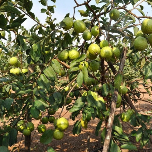 VNR Guava Plant
