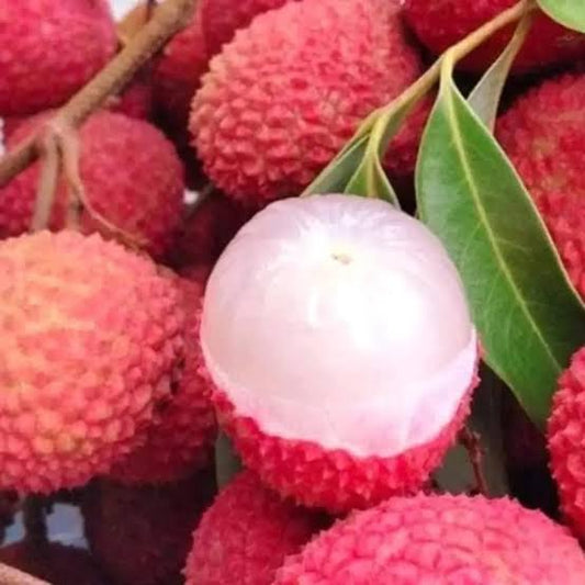 Mojaffor Pur Lichu plant