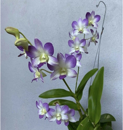Dendrobium Burana Blue Angel No.8