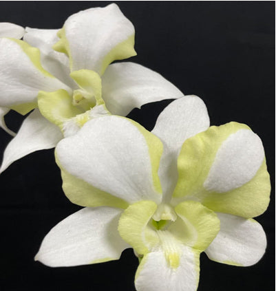 Dendrobium Erawan Green