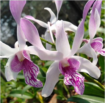 Dendrobium Warawan