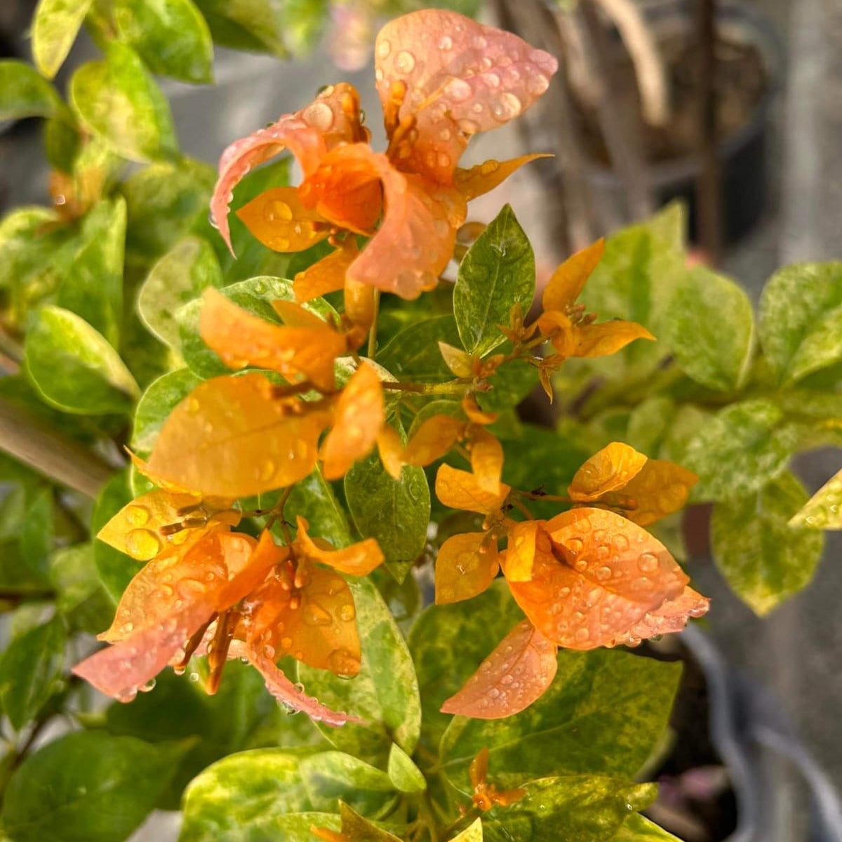 Hugh Evans Verigated (Grafted)