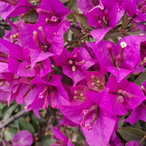 Ecanus Pink