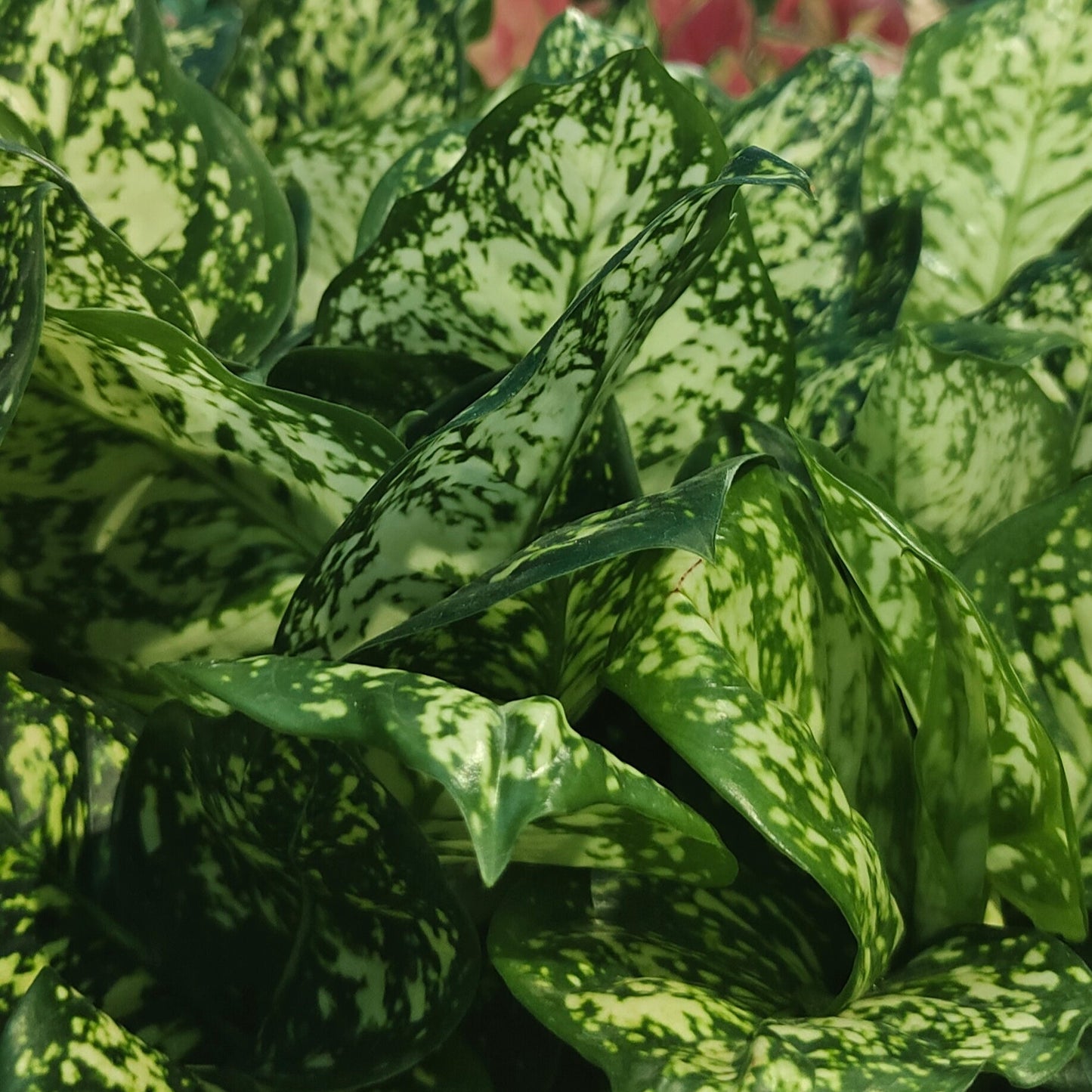 Aglaonema Milky White