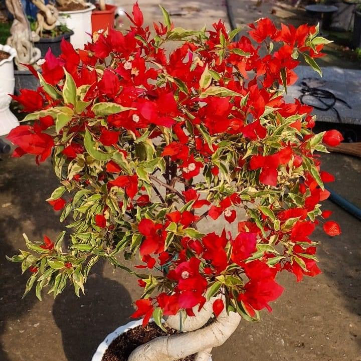 Flame Variegated (Grafted)